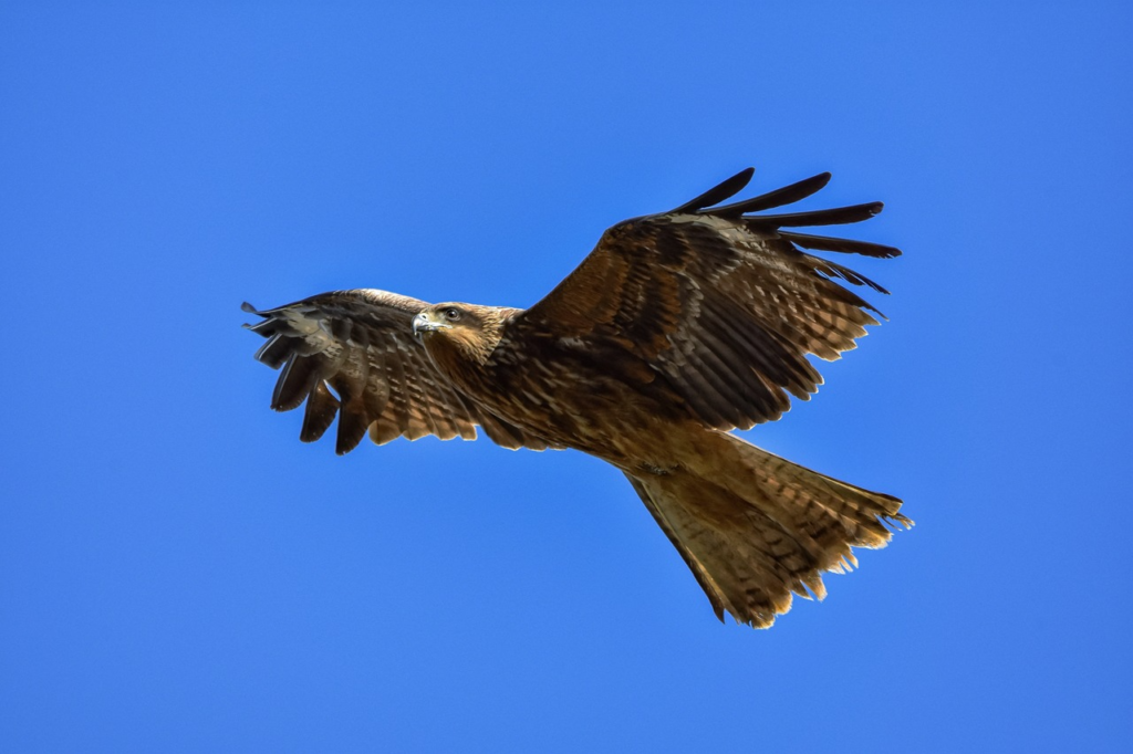 12252435 animal 4898428 1280