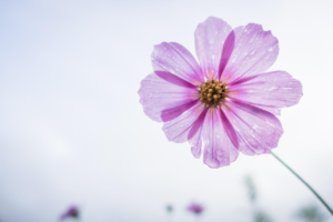 photogrammer7 cosmos flower 1712177 1280