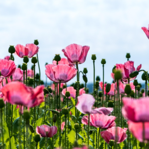 pink poppy field